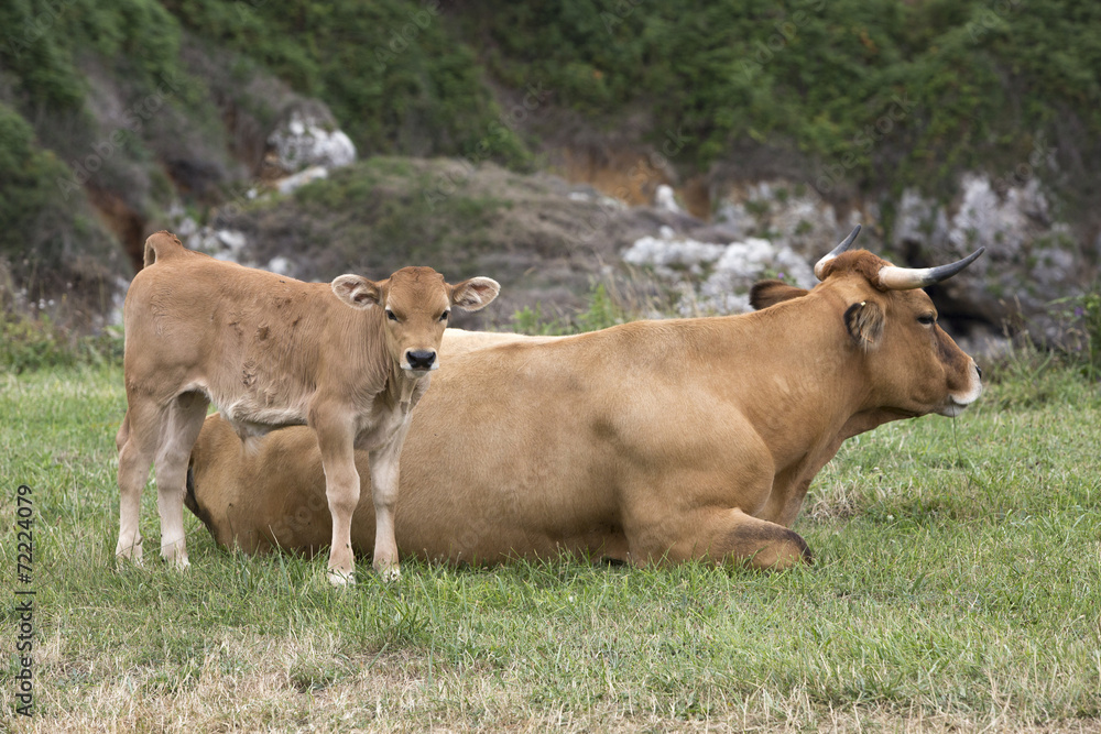 Fototapeta premium Calf and cow Asturian race.