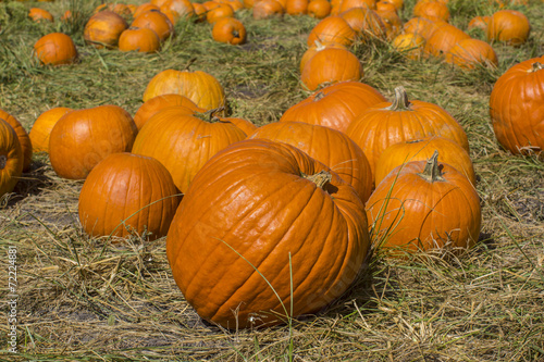 pumpkins on a field