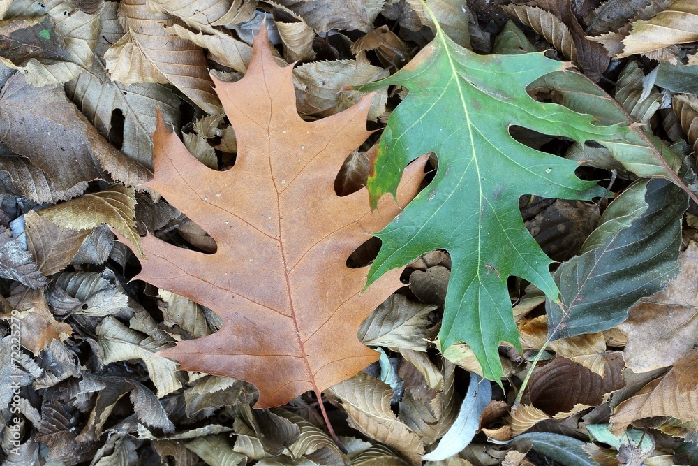 Fallen leaves