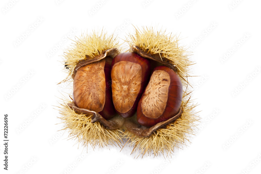 natural chestnuts, fresh fruits of the season of autumn natural chestnuts, fresh fruits of the season of autumn