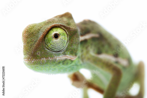 Beautiful baby chameleon as exotic pet, narrow focus on eyes