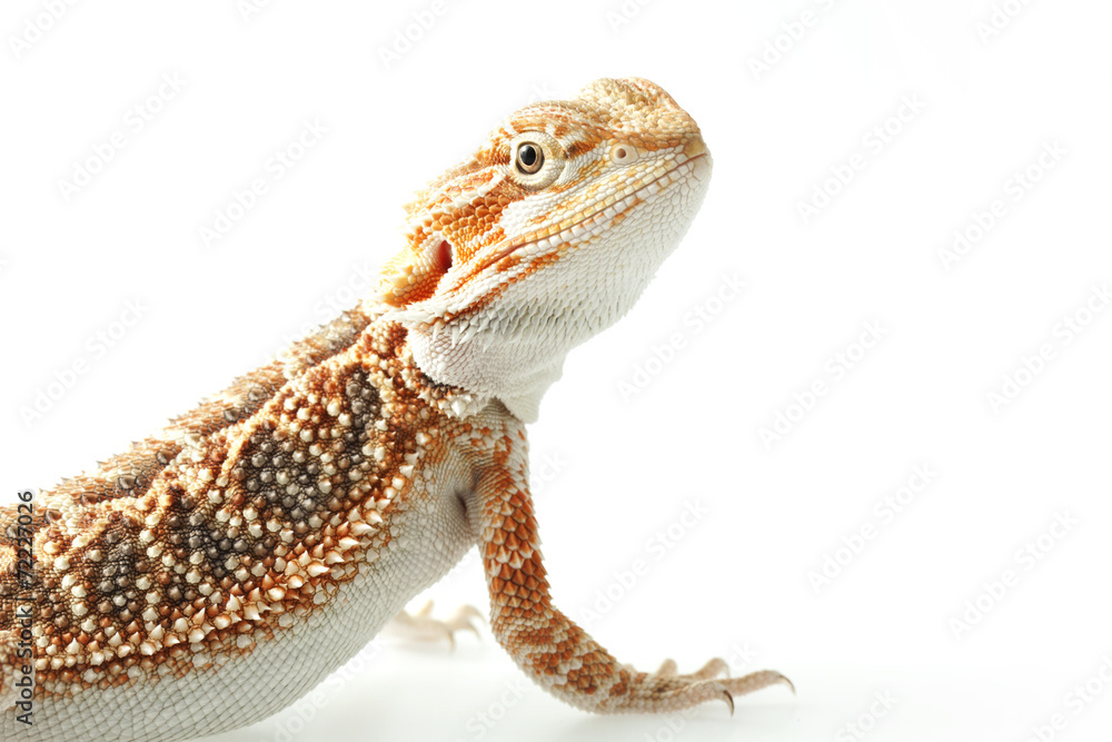 Fototapeta premium Pet lizard Bearded Dragon isolated on white, narrow focus