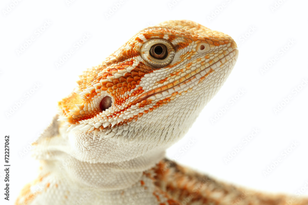 Obraz premium Pet lizard Bearded Dragon na białym, wąskim fokusie