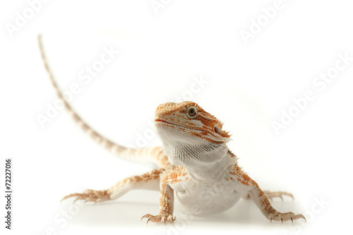 Pet lizard Bearded Dragon isolated on white, narrow focus © Milan Lipowski