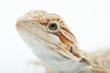 Pet lizard Bearded Dragon isolated on white, narrow focus