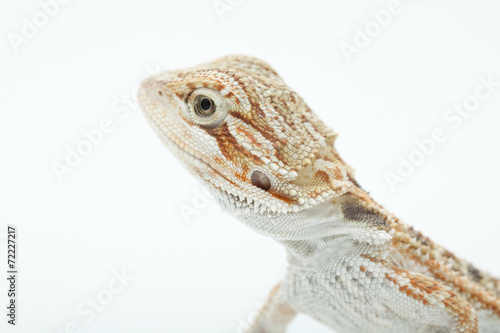 Pet lizard Bearded Dragon isolated on white  narrow focus