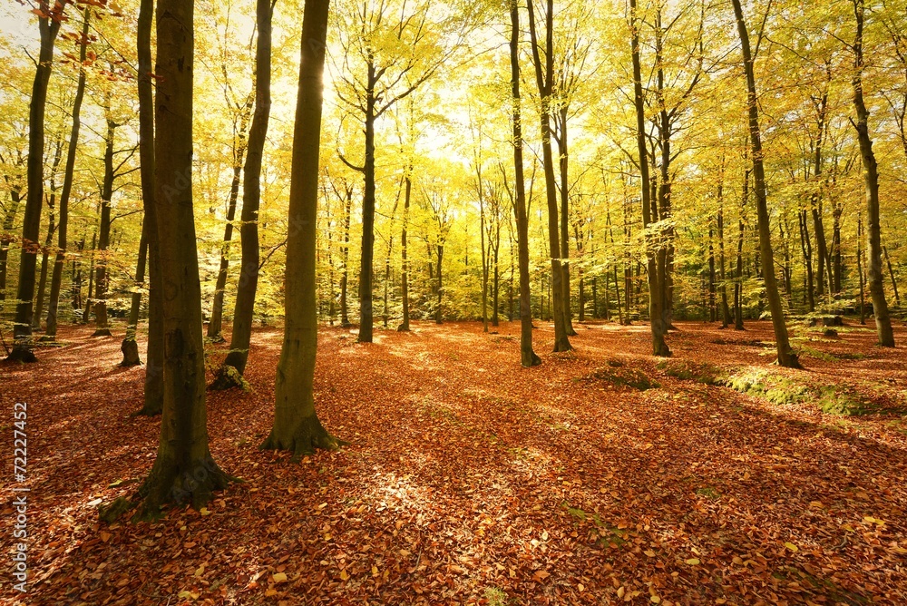 Obraz premium forest