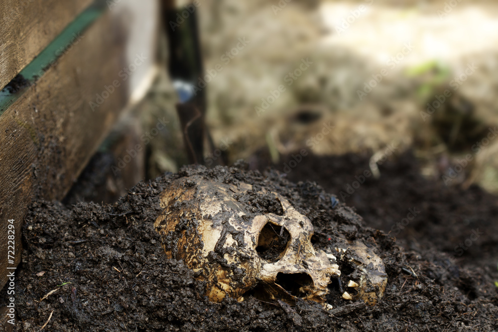 Fototapeta premium Genuine human skull figured as crime scene, very narrow focus