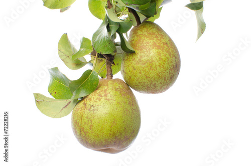 Pears with leaves