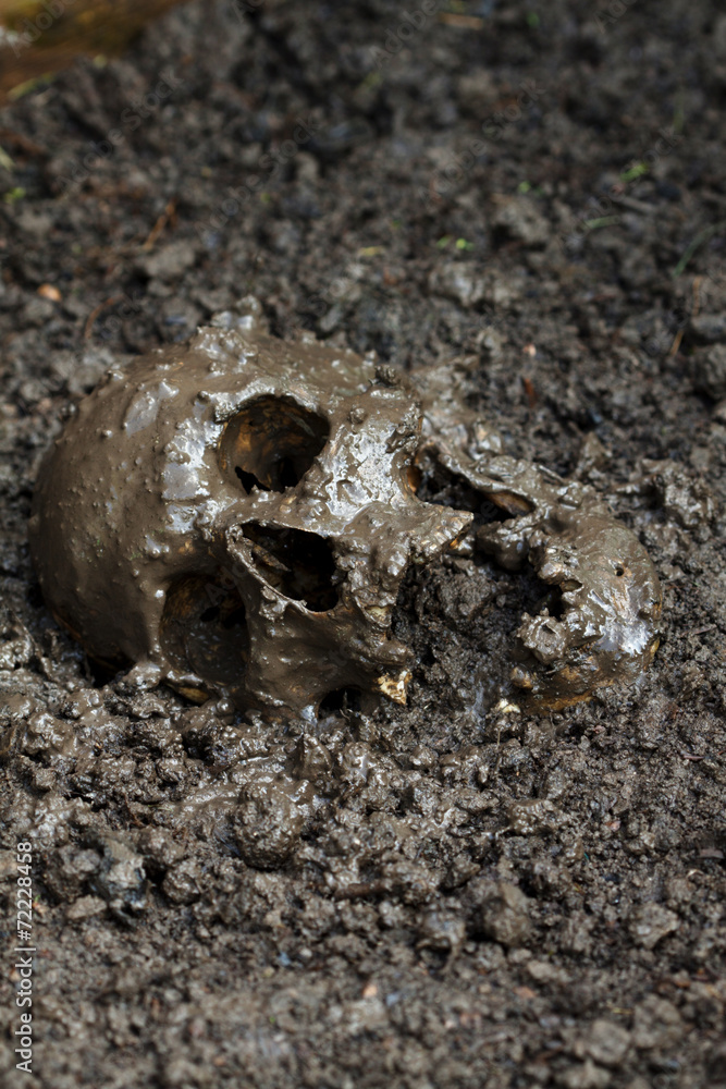 Genuine human skull figured as crime scene, very narrow focus Genuine human skull figured as crime scene, very narrow focus