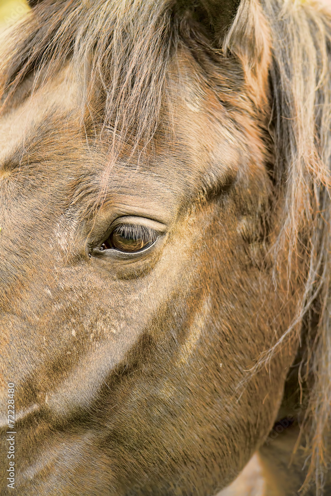 Fototapeta premium Horse head