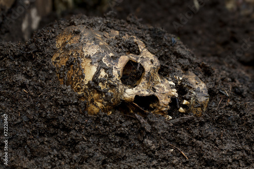 Genuine human skull figured as crime scene, very narrow focus