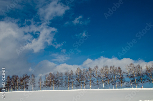 冬空とシラカバ並木 © kinpouge
