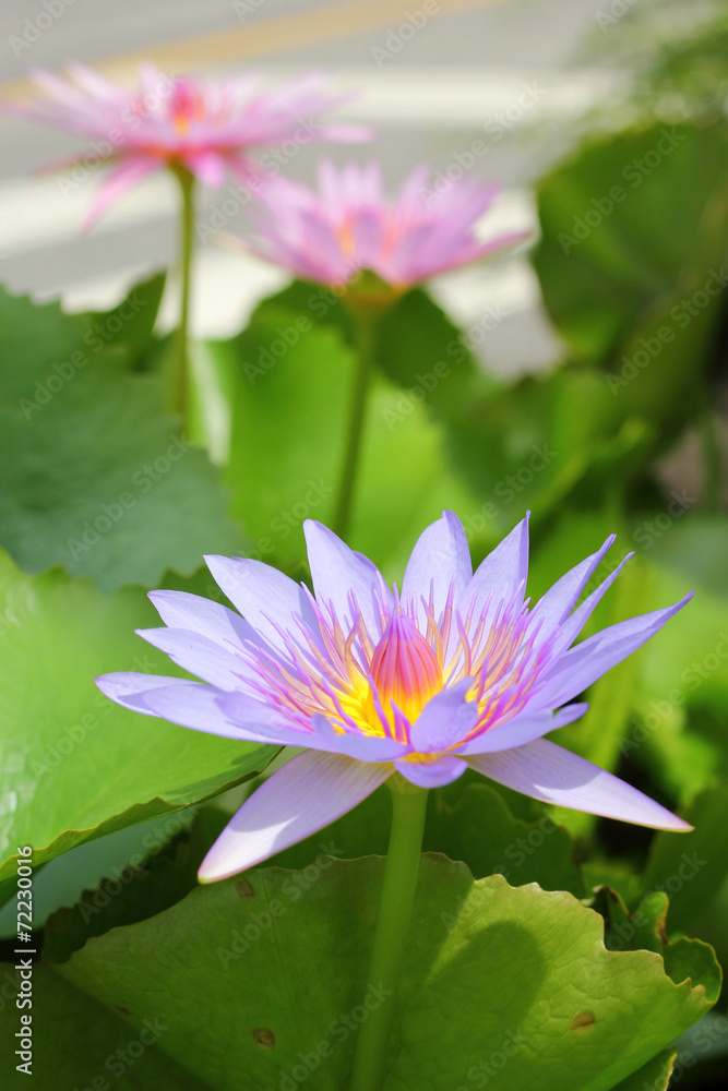 purple lotus flower in the nature purple lotus flower in the nature
