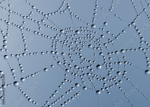 spider web with dew drops closeup