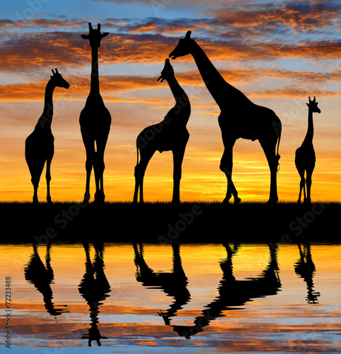 herd of giraffes in the sunset