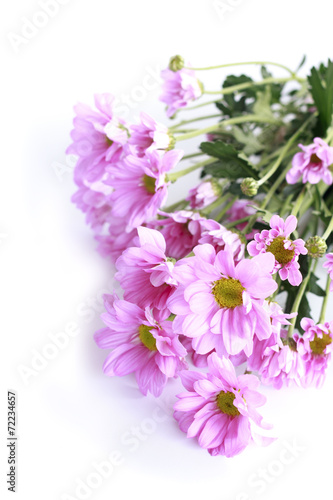 Wallpaper Mural pink chrysanthemum - Stock Image Torontodigital.ca