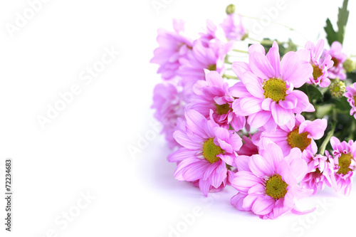 pink chrysanthemum - Stock Image