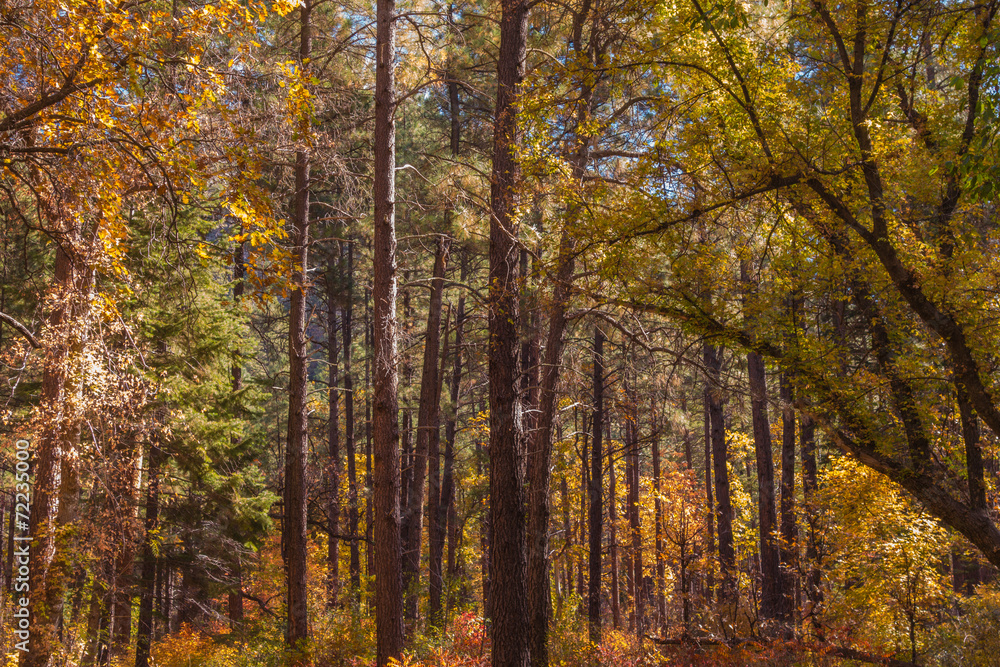 The Breathtaking Beauty and Serenity of Sedona Arizona The Breathtaking Beauty and Serenity of Sedona Arizona