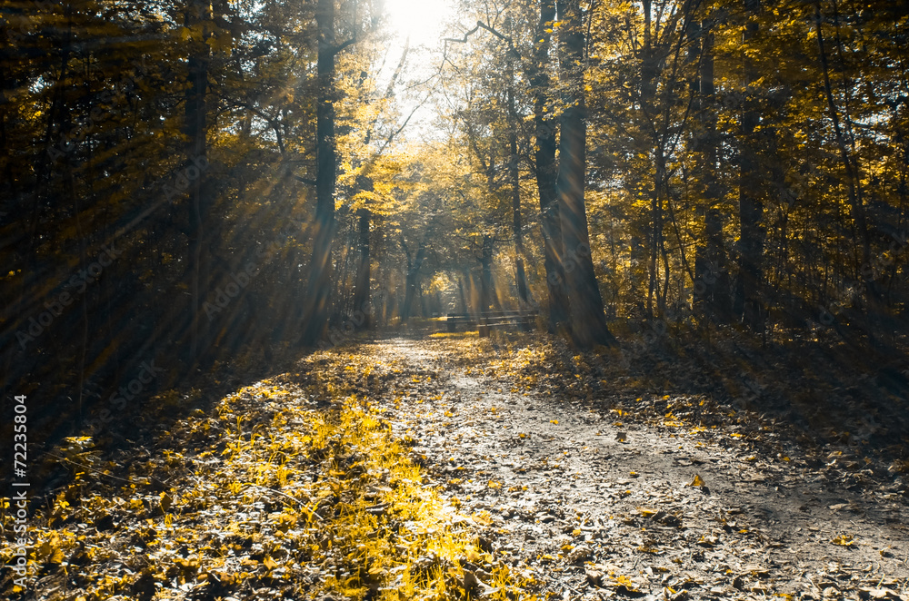 Obraz premium Waldweg im Herbst