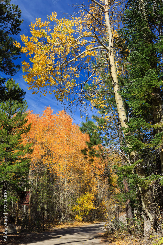 Fototapeta premium Aspen near Lake Tahoe