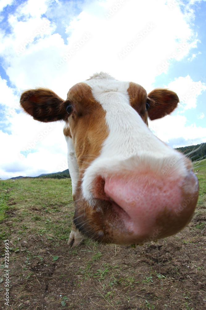grazing cow photographed with a fisheye lens on the mountain