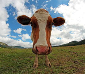 cow photographed with a fisheye lens