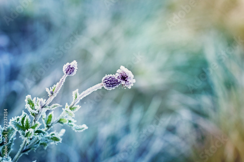 Foto abstract natural background from plant covered with hoarfrost or rime