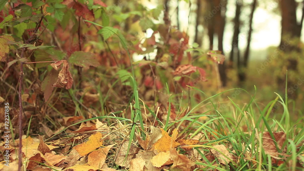 Yellow Autumn paints of wood. Dolly shot in windy day Yellow Autumn paints of wood. Dolly shot in windy day