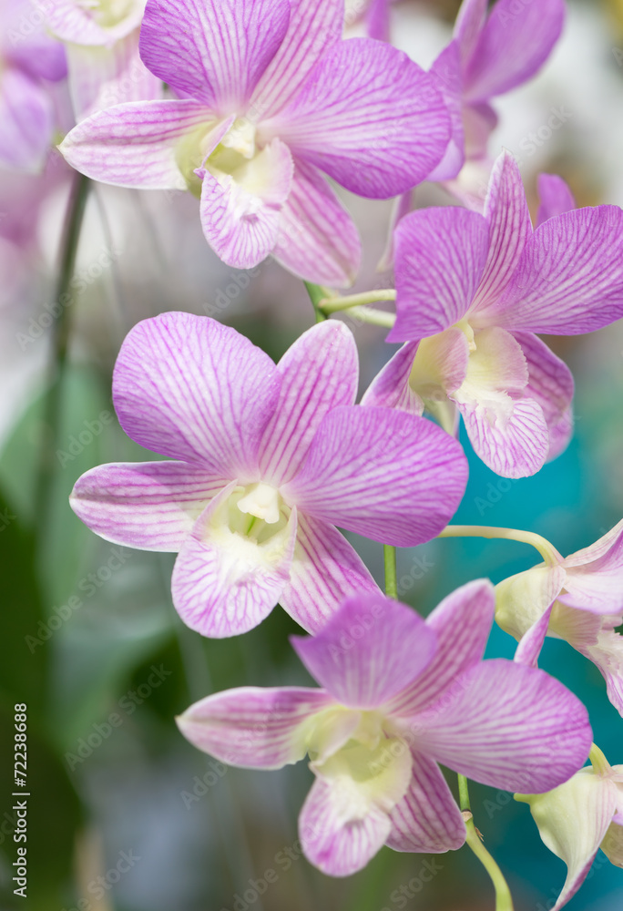 pink hybrid Dendrobium orchid flower pink hybrid Dendrobium orchid flower