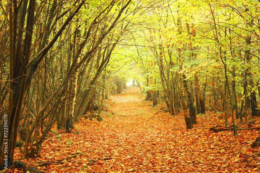 Obraz premium Autumn