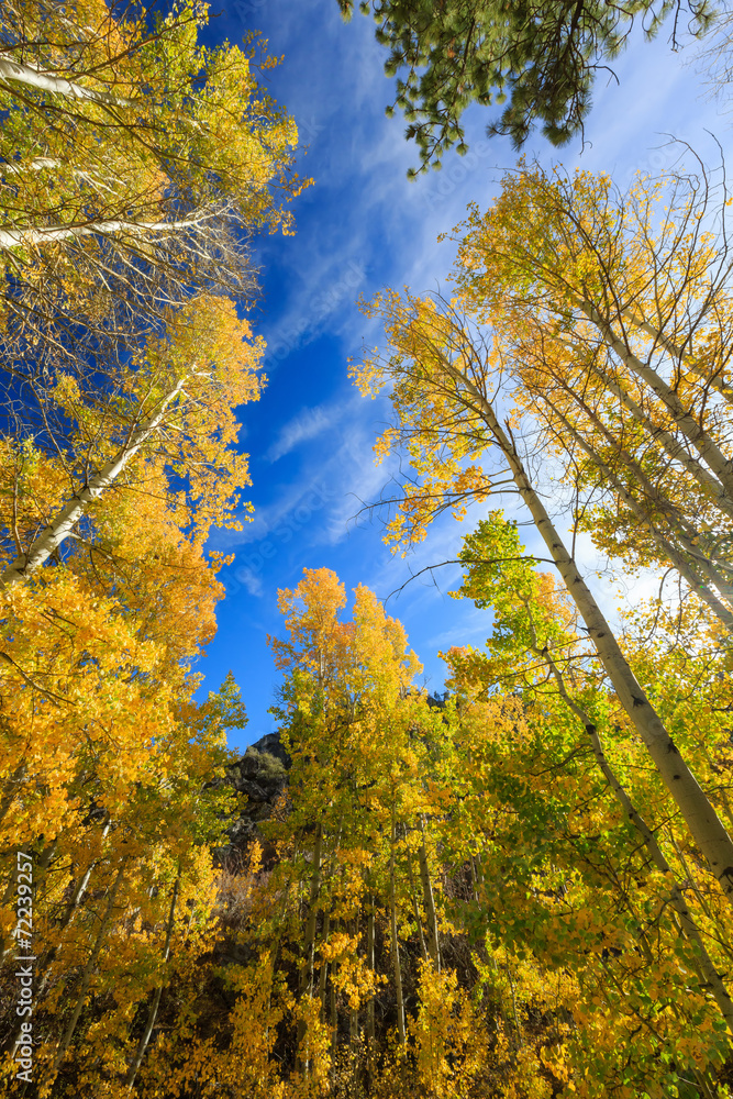 Naklejka premium Beautiful Aspen