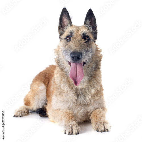 belgian shepherd laekenois