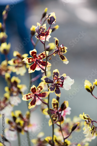 Fototapeta Naklejka Na Ścianę i Meble -  hybrid red oncidium flower