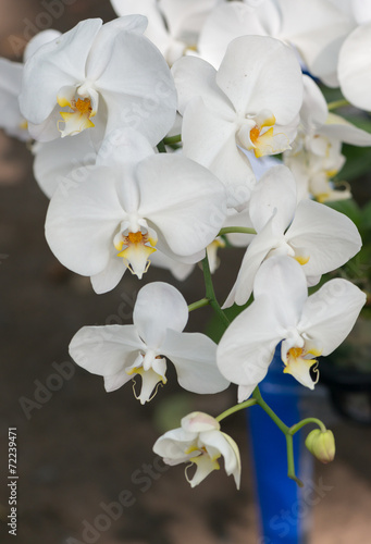 hybrid white Phalaenopsis flower