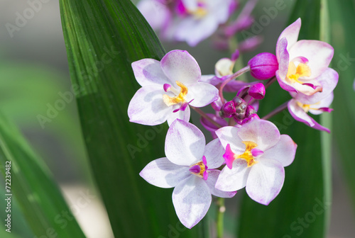 Fototapeta Naklejka Na Ścianę i Meble -  white and pink ground orchid