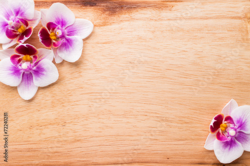 Fototapeta Naklejka Na Ścianę i Meble -  Orchid.