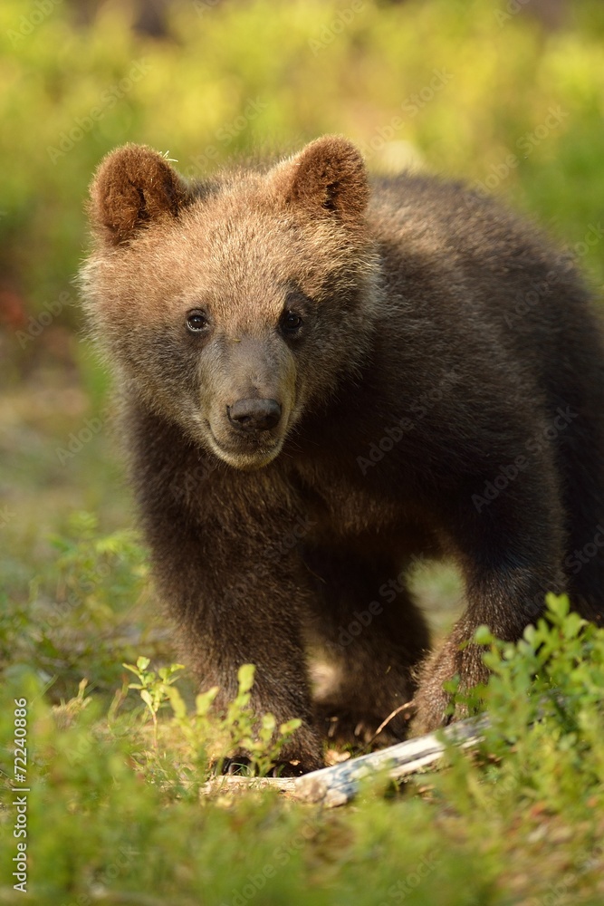 Bear cub in forest Bear cub in forest
