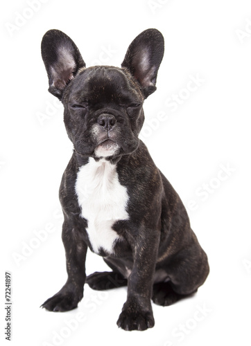 french bulldog puppy © Olexandr
