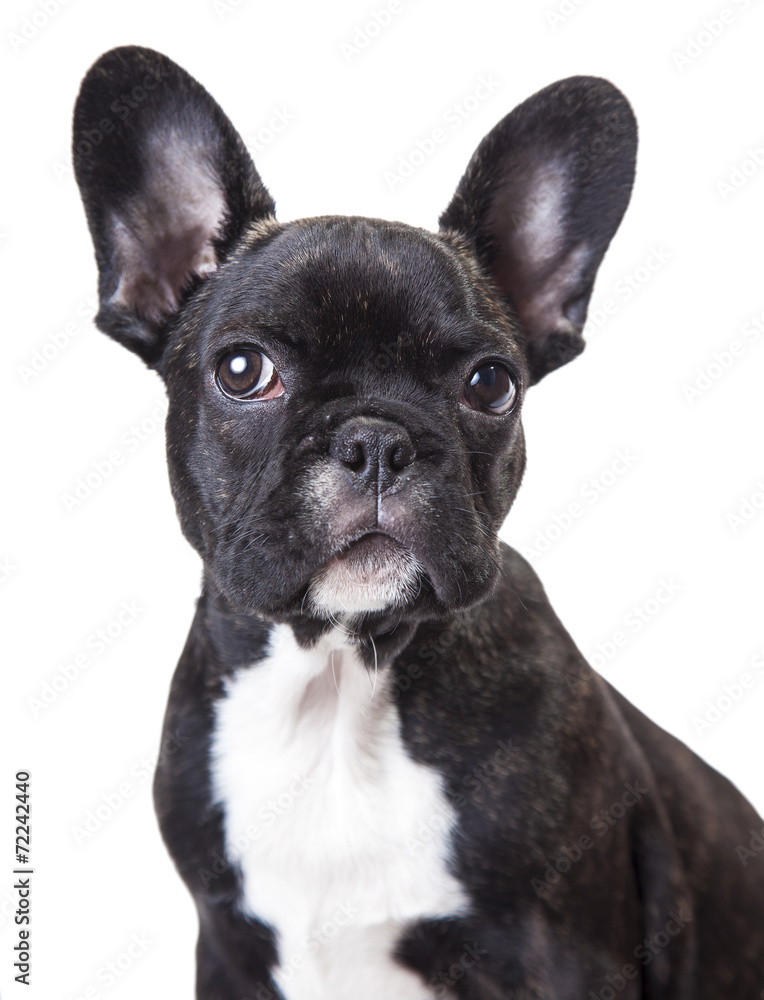 portrait of a french bulldog puppy