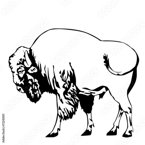 black and white bison vector illustration