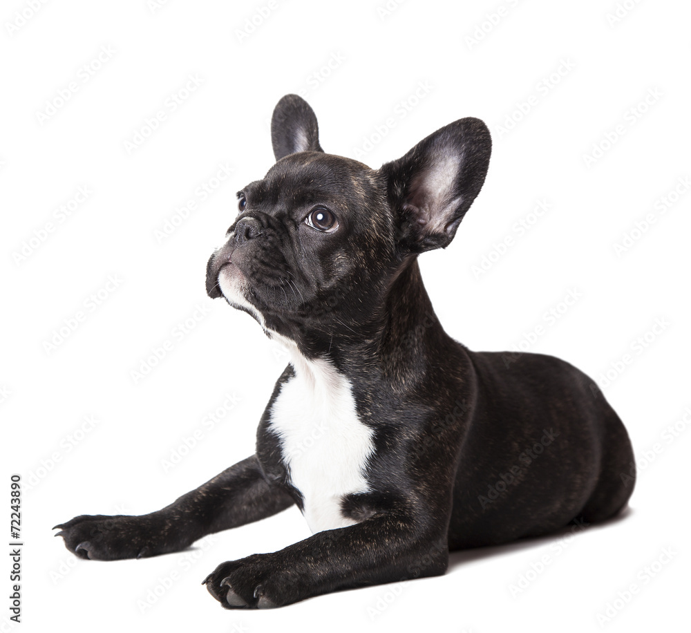 small french bulldog