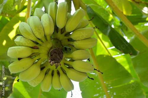 ฺBunch of bananas