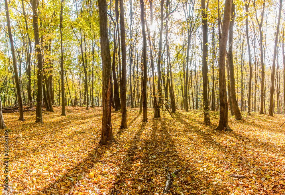 Obraz premium Beautiful autumn lives in forest in Kiev, Goloseevo