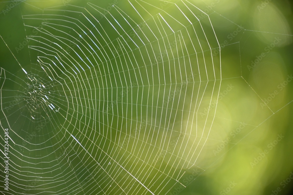 Abstract Spider web