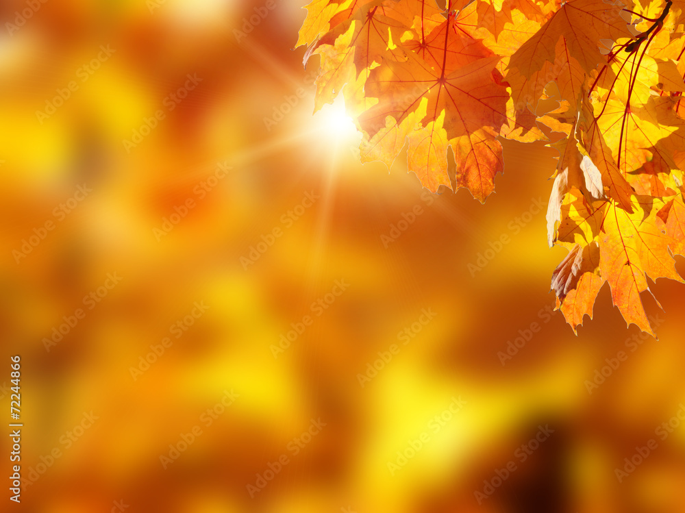Fototapeta premium fallen leaves in autumn forest at sunny weather