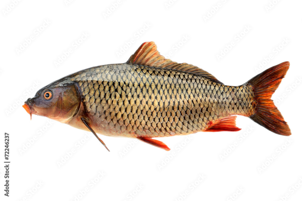 Fototapeta premium ñommon ñarp