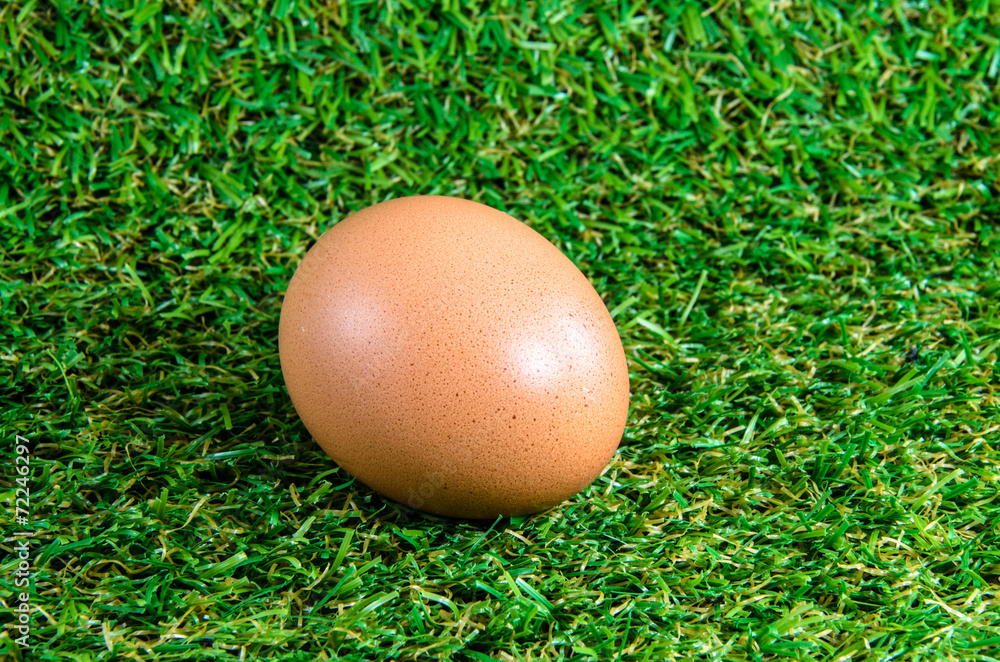 egg on grass background egg on grass background