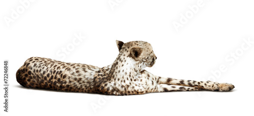 lying Cheetah over white background © JackF