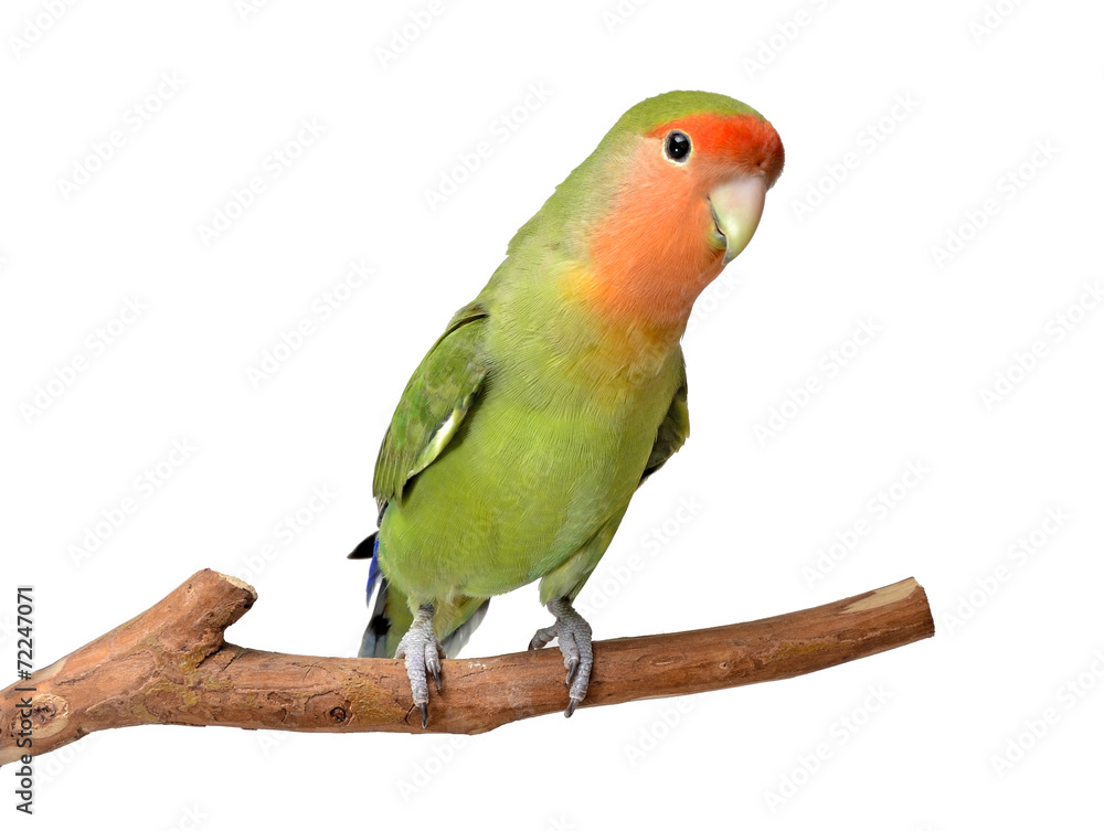Agapornis roseicollis Agapornis roseicollis